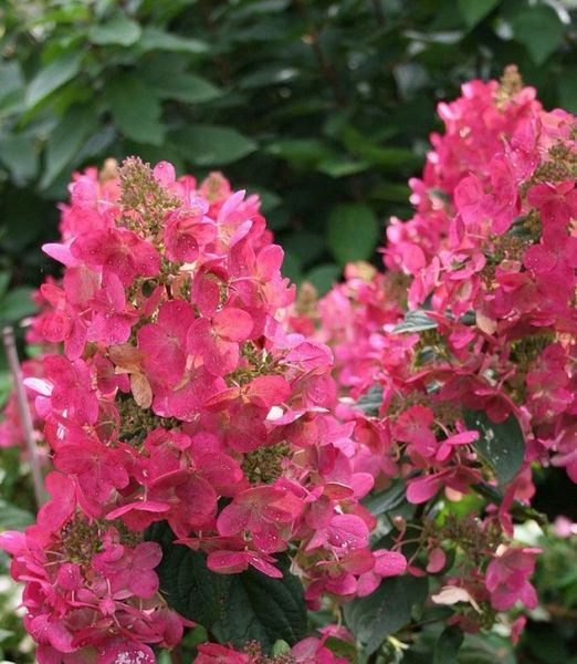 Hydrangea paniculata 'Magical Fire'